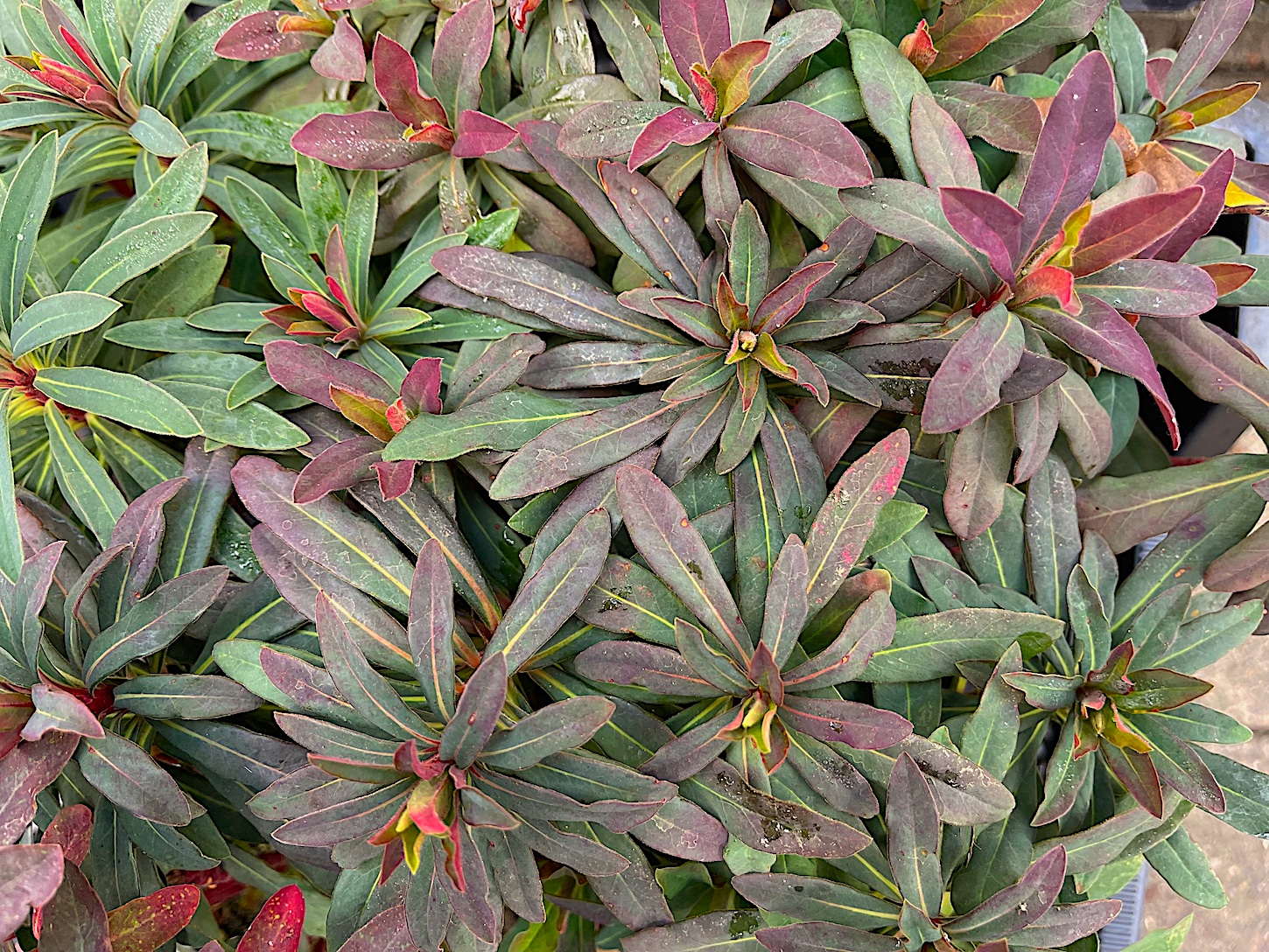 Euphorbia amygdaloides ´Purpurea` (i.15cmT.) Wolfsmilch
