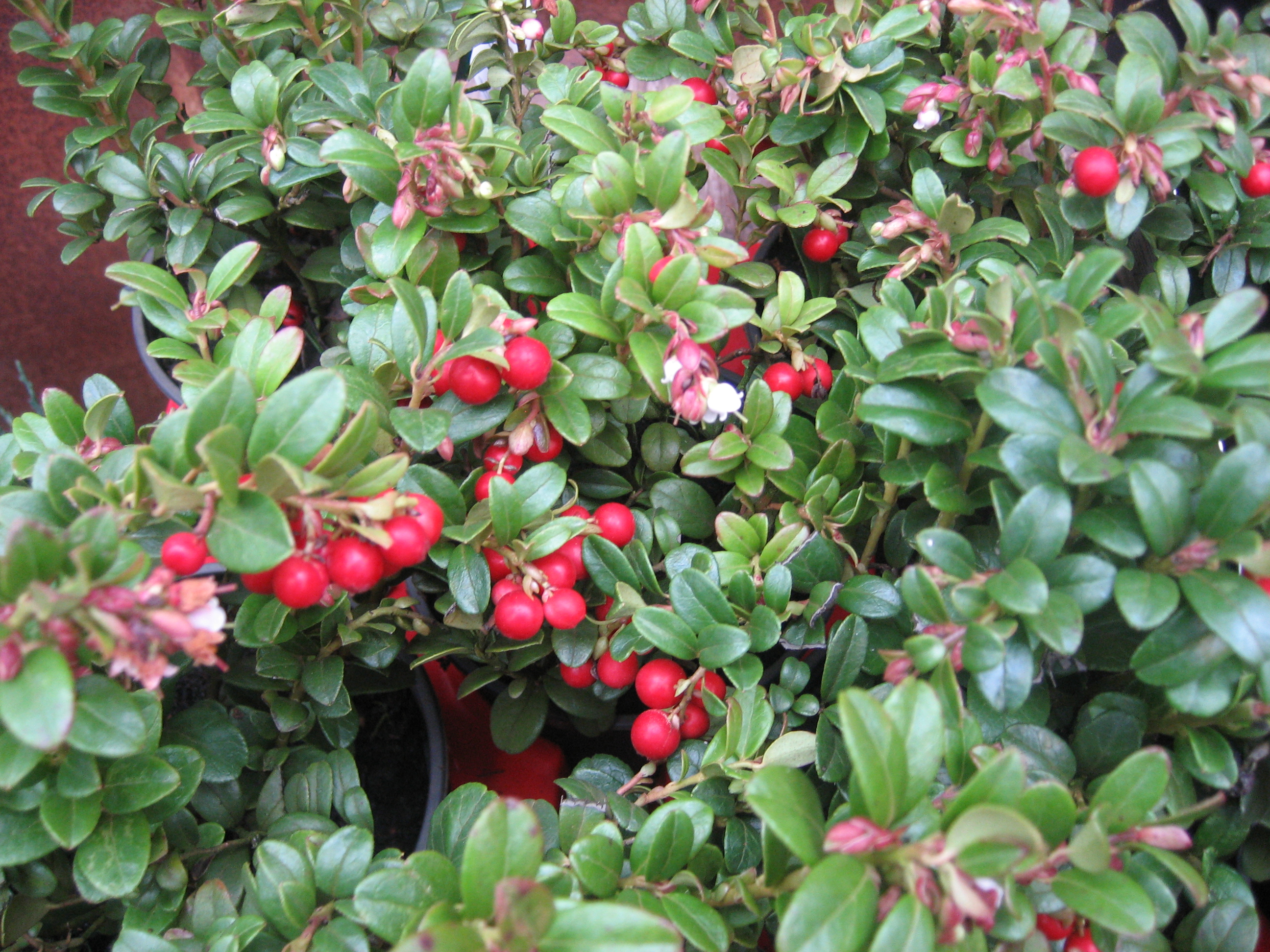 Vaccinium vitis "Idea Red" (13 cm T.) Preiselbeere