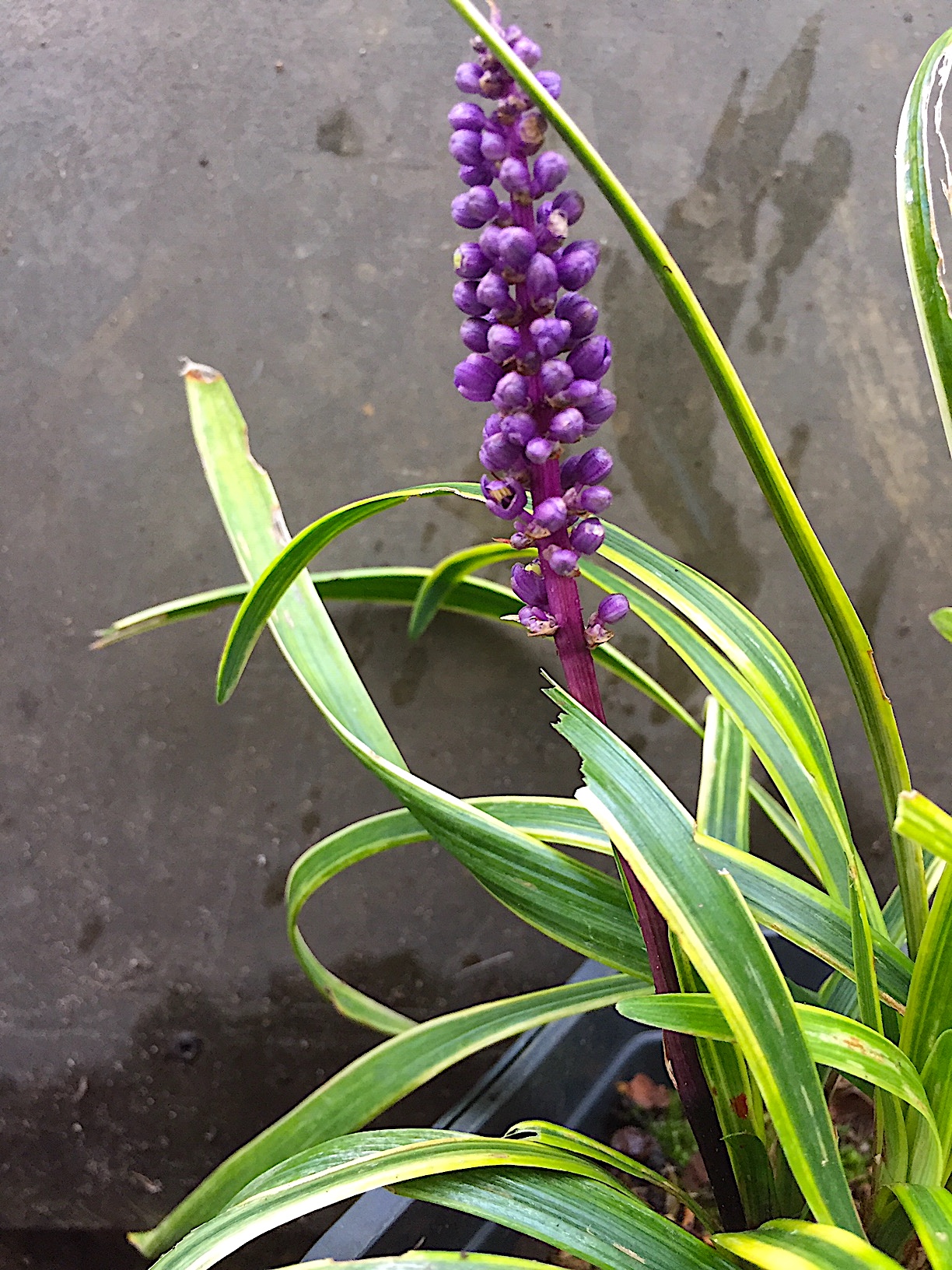 Liriope muscari „Goldband“ (i.15cmT.), Lilientraube