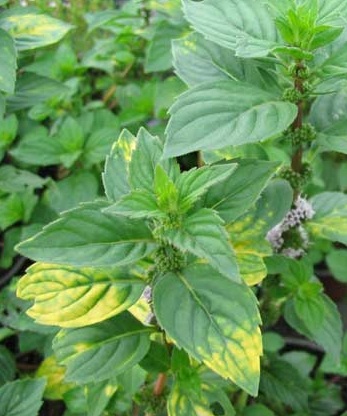 Mentha x gentilis ´ Variegata`(i.12cmT.) Ingwerminze
