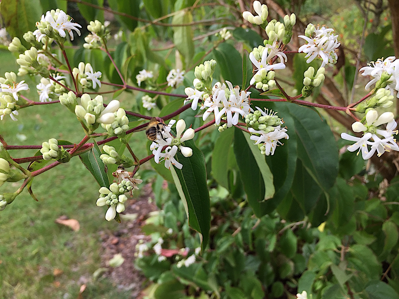 Heptacodium miconioides (i.5 l Topf) (60-80cm),Duft- Sieben-Söhne-des-Himmels-Strauch