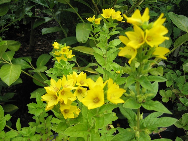 Lysimachia  punctata  Felberich (i.9cm T.), Felberich