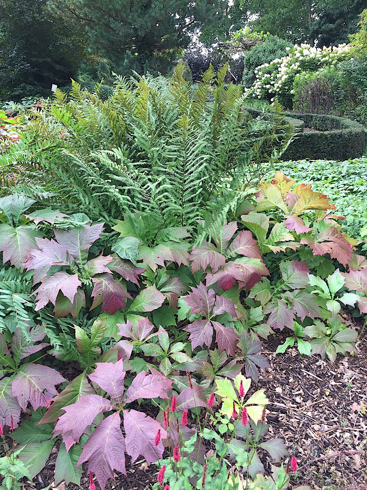 Rodgersia podophylla "Rotlaub" (i.12-14cmT.) Schaublatt