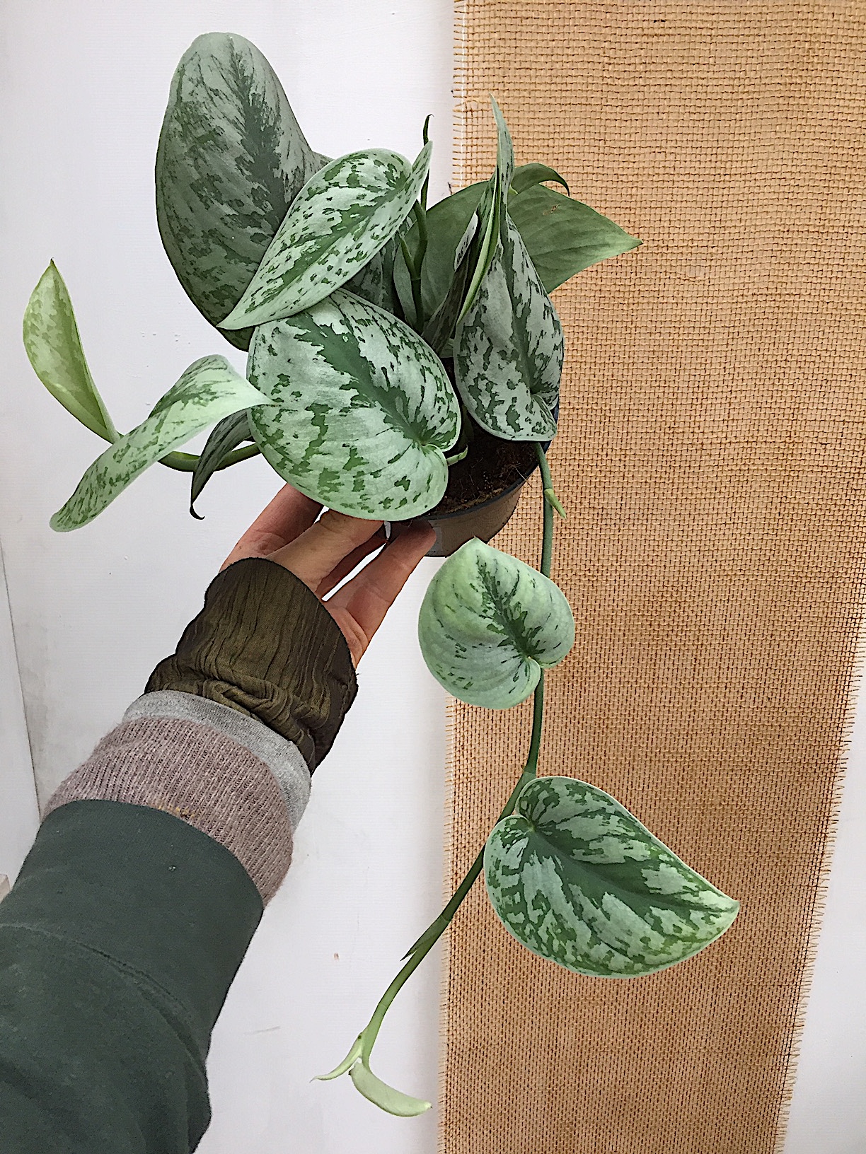 Scindapsus pictus „Trebie“ (i. 12cmT.)