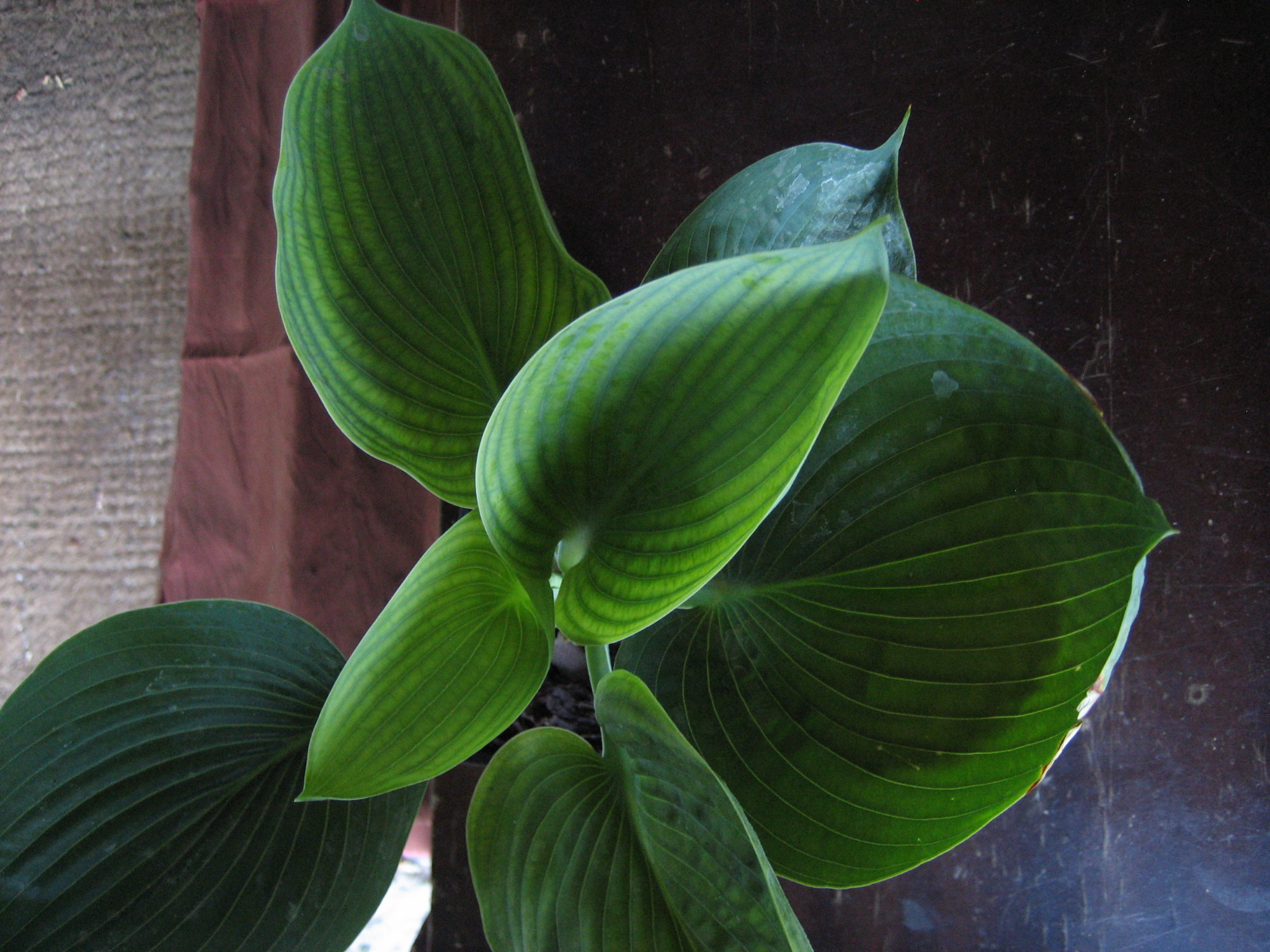 Hosta "Big Daddy"( i.9cmT. ) Funkie