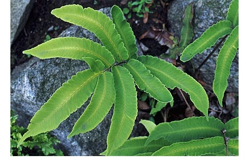 Dryopteris sieboldii (i.9cmT.) Siebolds Wurmfarn