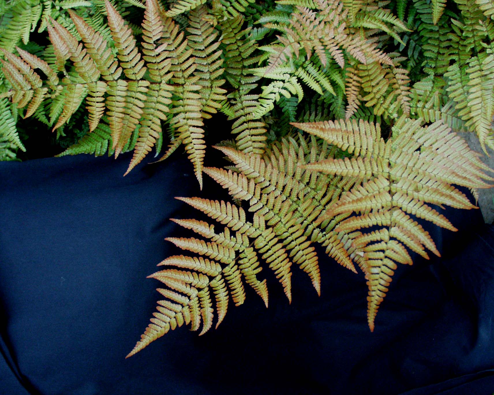 Dryopteris erythrosora (i.9cmT.) Rotschleierfarn