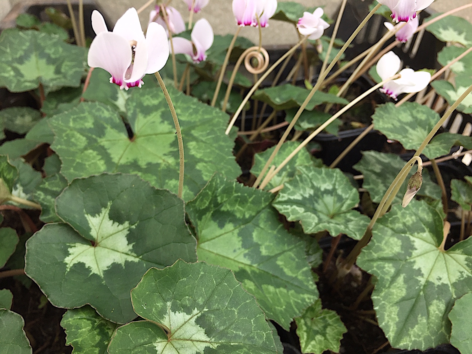 Cyclamen hed. ssp. crassifolium  „4 Mix versch. Blätter - 8,00 € einzeln(i.9cmT.)