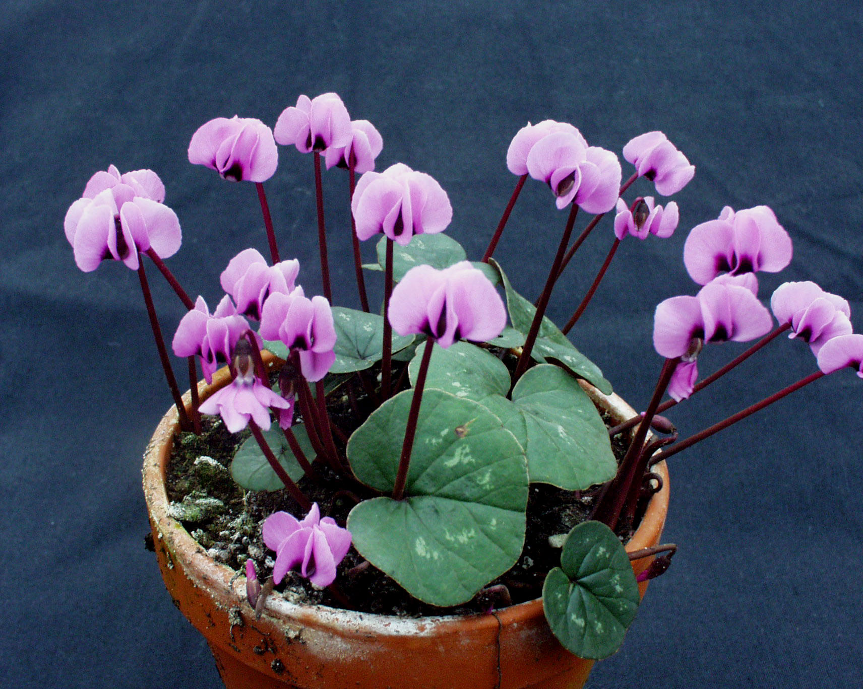 Cyclamen coum ´Rosa` (i.9cmT.)