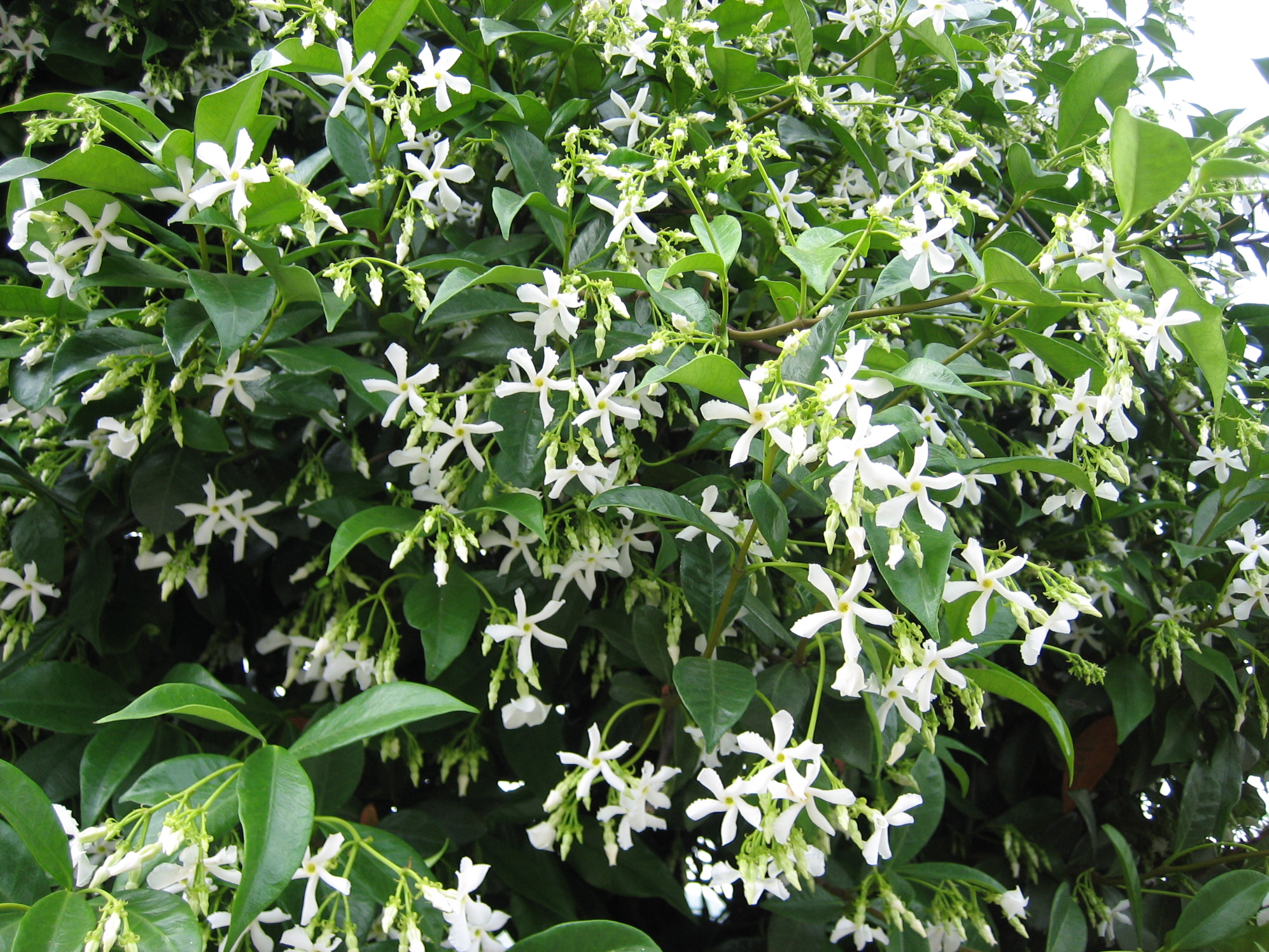 Trachelospermum jasminoides (i.2,5l Topf)  Helicopterjasmin