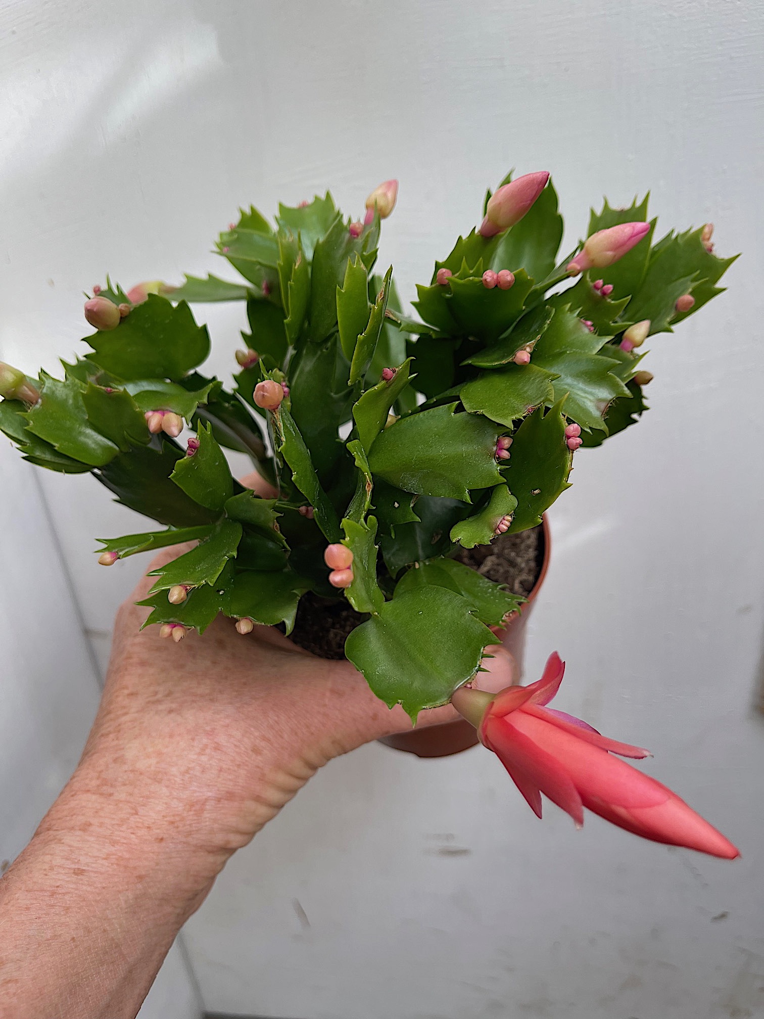 Schlumbergera „lachs“ (i.12cmT.), Weihnachtskaktus, Blattkaktus