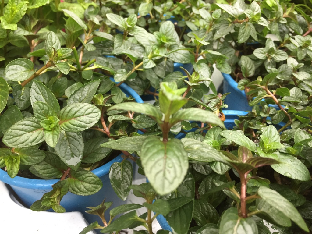 Mentha x pip. var. pip.  ´Schoko` (i.12cmT.) Schokominze