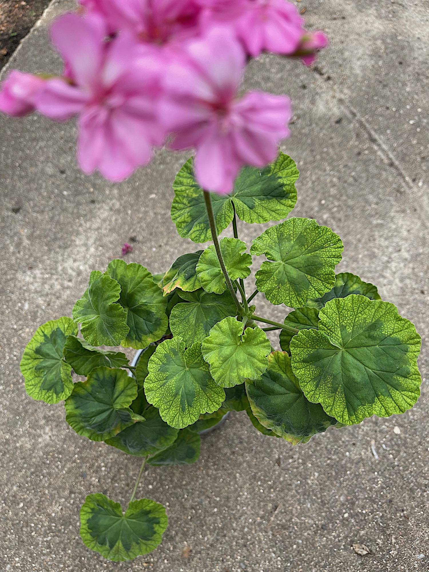 Pelargonium hortorum „Warrion“ (i.10cmT.)