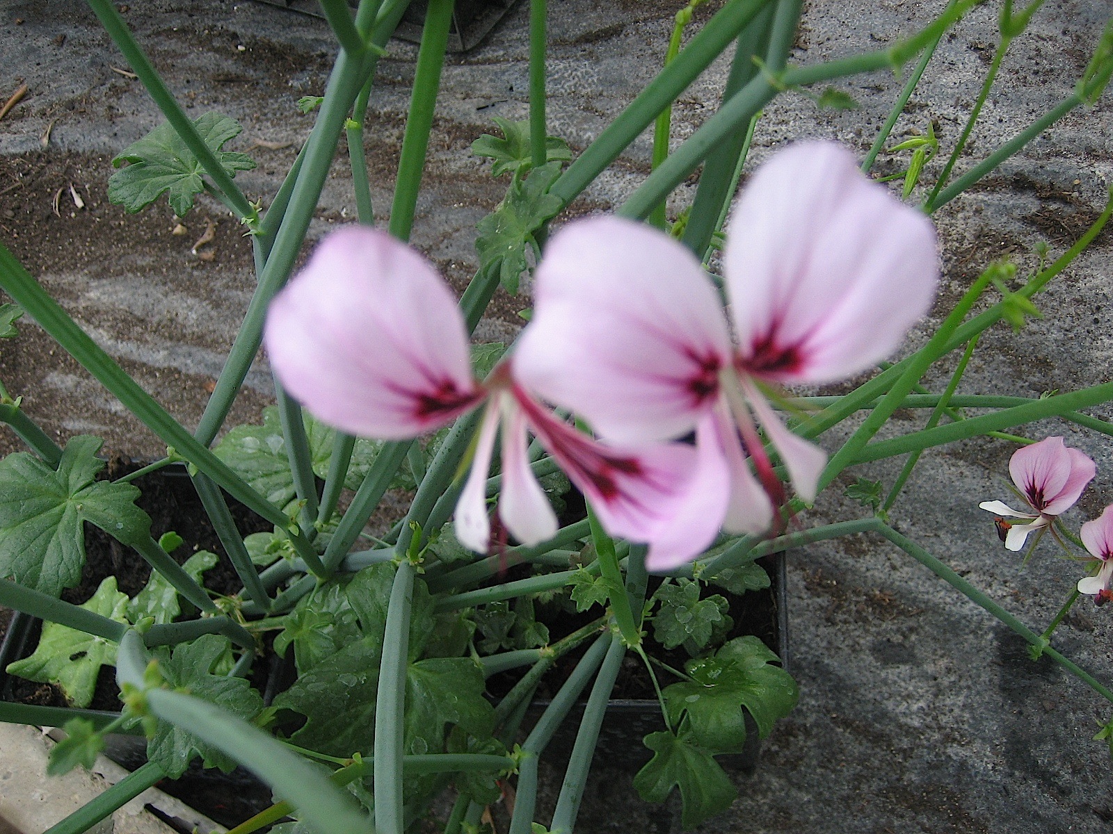 Pelargonium tetragonum (i.9-10cmT.) Sukkulenten Pelargonie