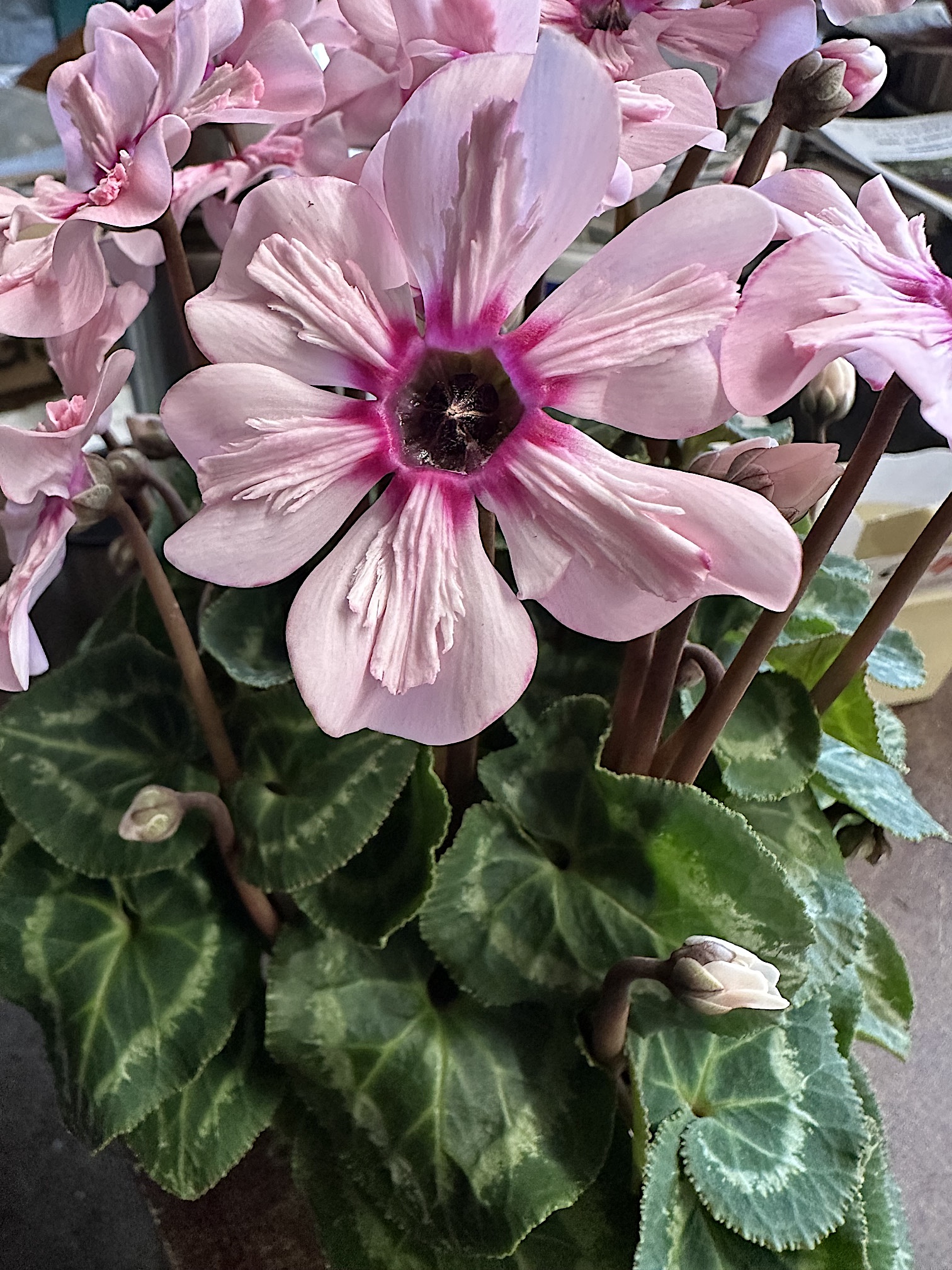 Cyclamen  persicum  Hybride „Illusia“ (i.11cmT.), Alpenveilchen