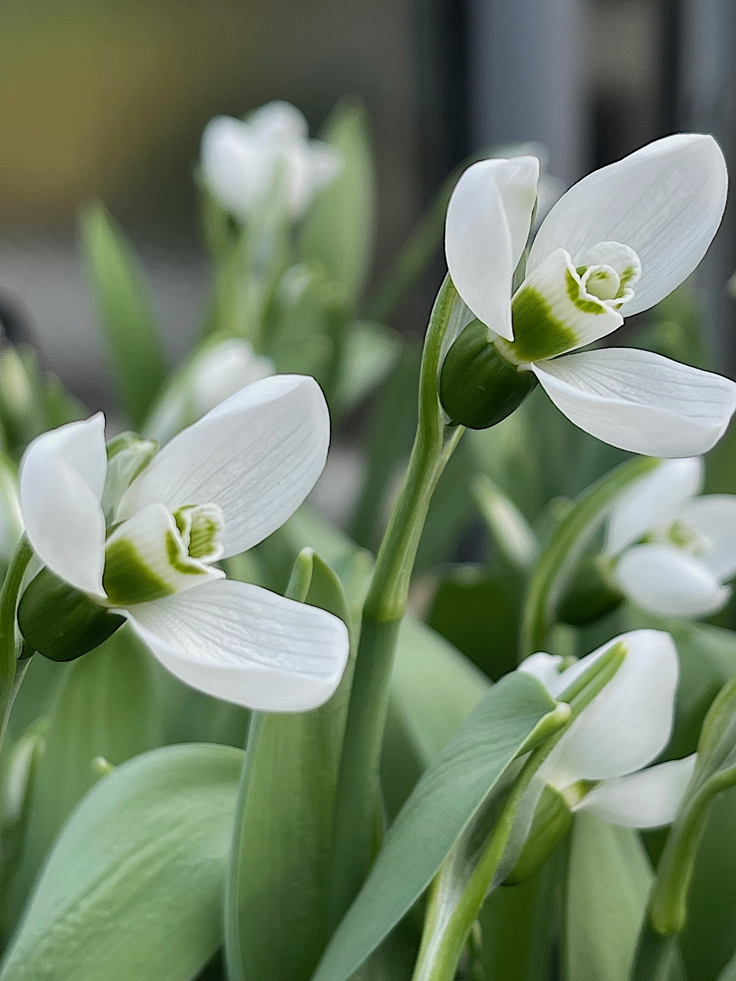 Galanthus elwesii „Polar Bear“ (ca 2- 3 Zwiebeln im 9 cm T.),Schneeglöckchen