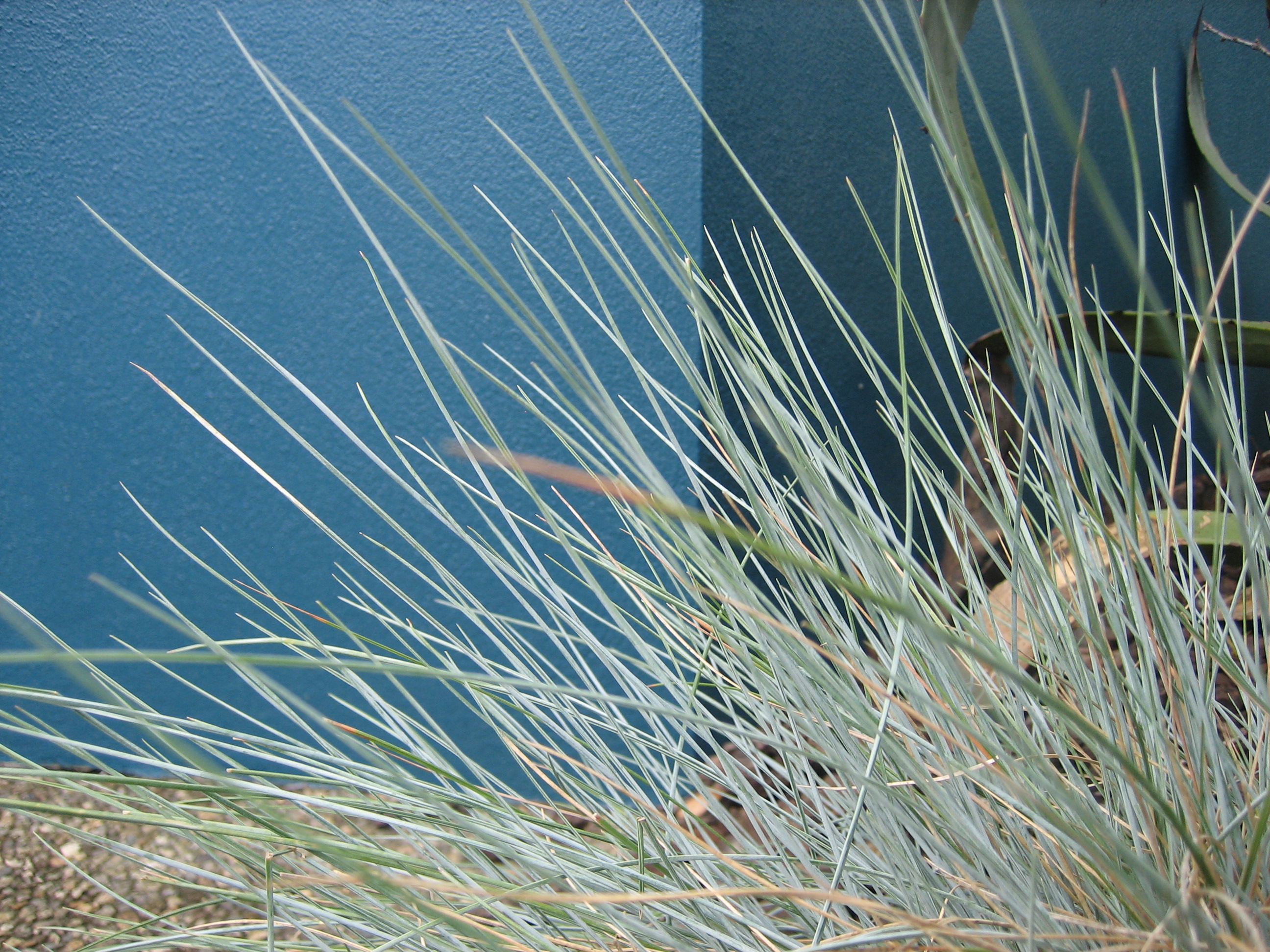 Festuca cinera (glauca) „Compacta Blue“ (. 12 cm Topf) Blauschwingelgras