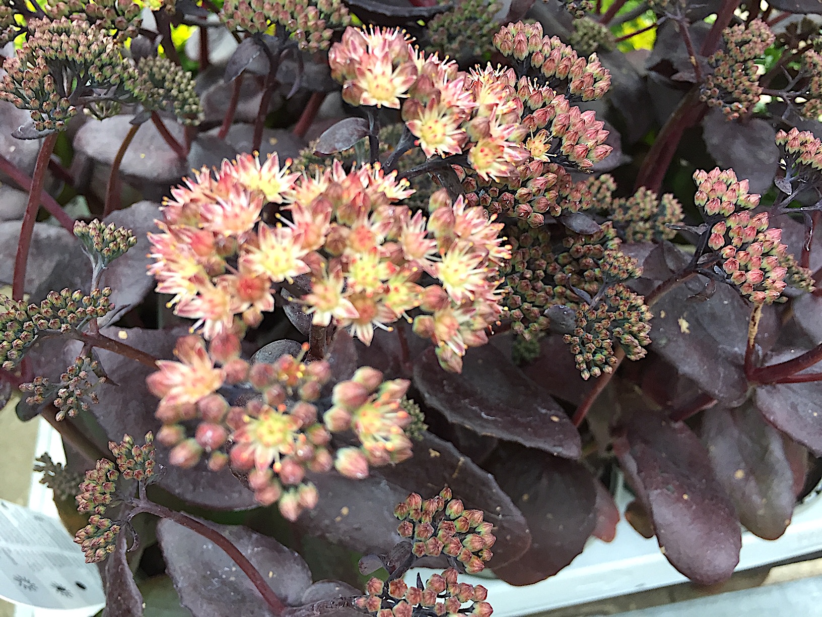 Sedum spectabile „Purple Emperor“ (i.13 cm T.), Fette Henne
