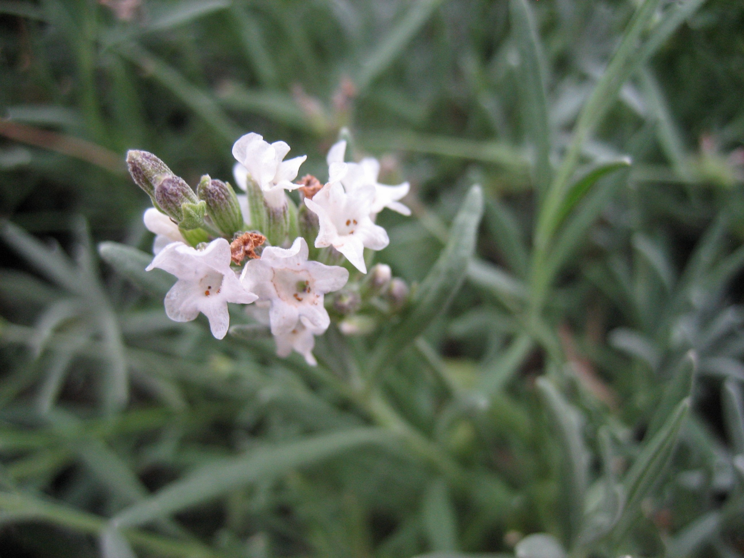 Lavandula angustifolia "Edelweiss" (i.9cmT.) Lavendel