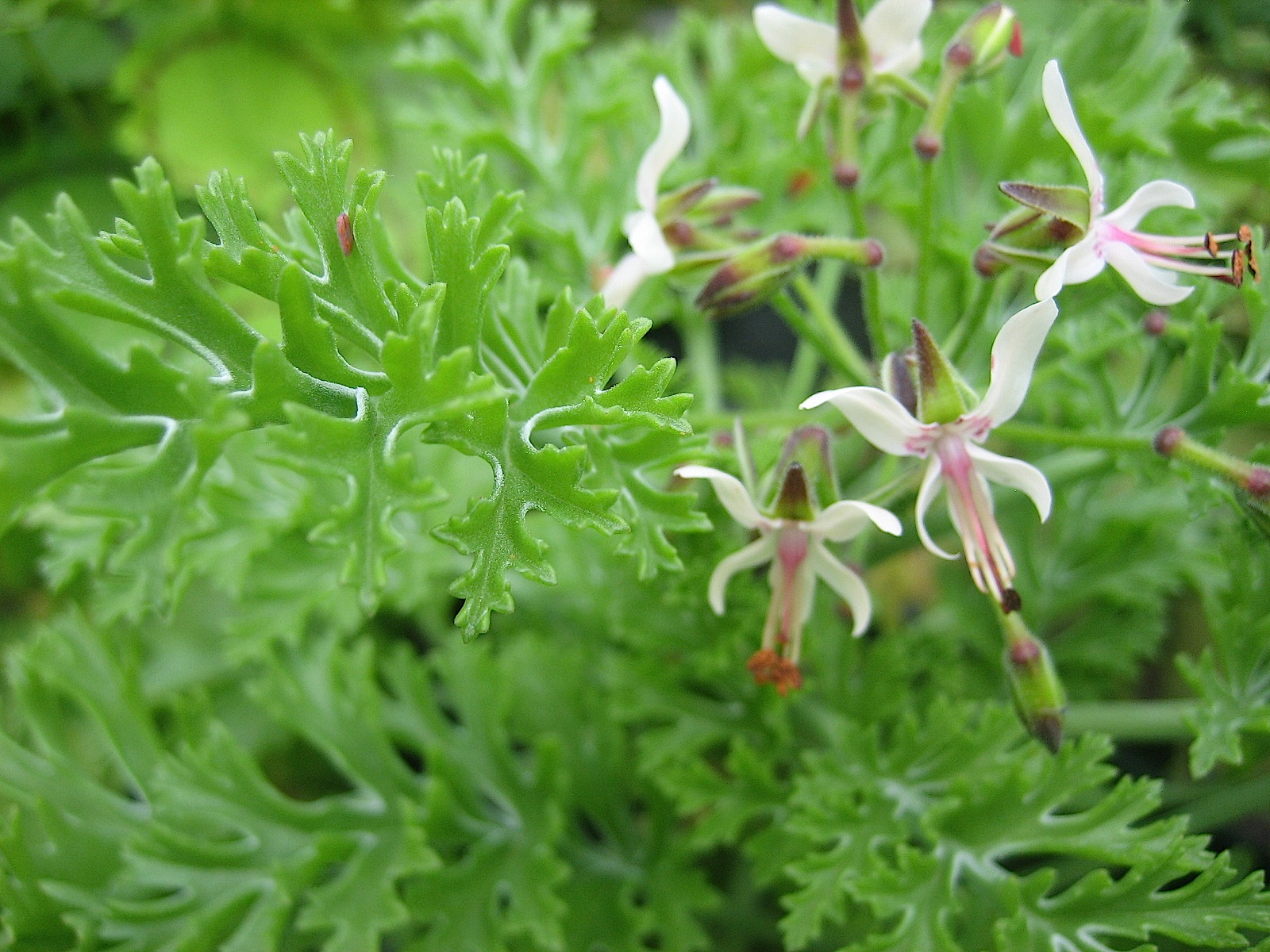 Pelargonium laxum (i.10cmT.)
