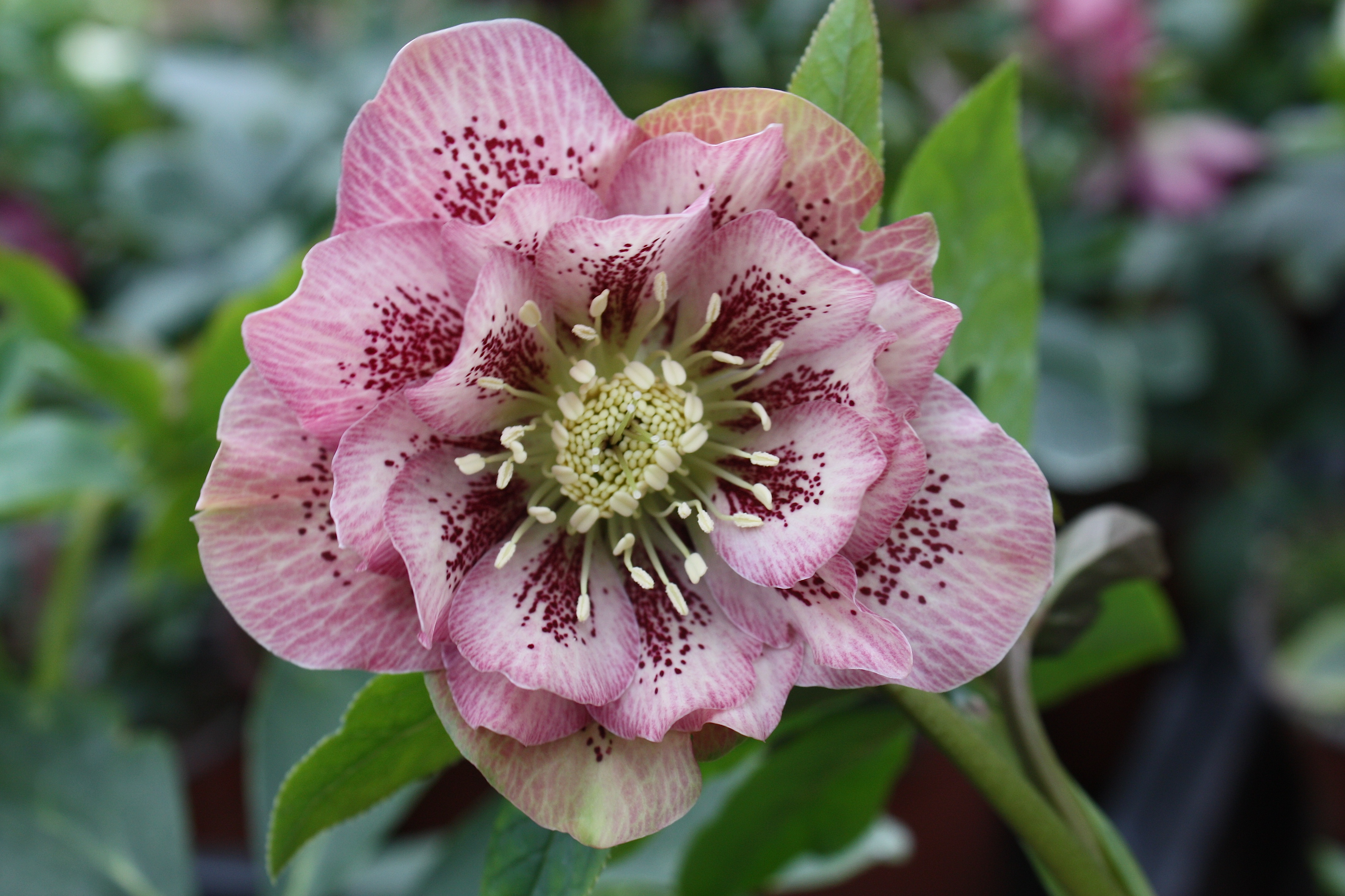 Helleborus Or. "Double Ellen Pic. Pink Spotted"(i.15cmT.)Lenzrose, gefüllt (i.16cmRundT) ,rosa Chris