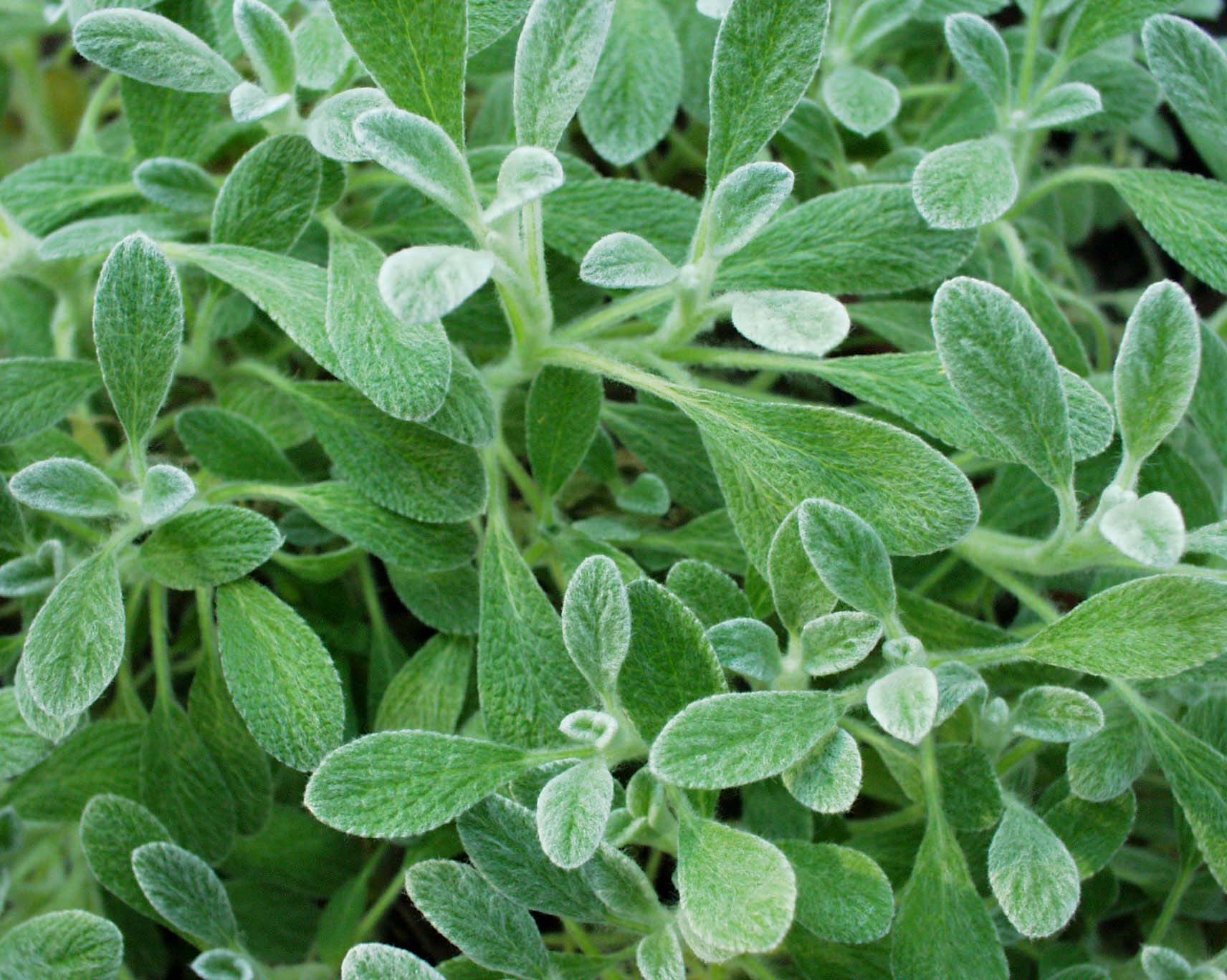 Sideritis syriaca (i.12cmT.) Griechischer Bergtee