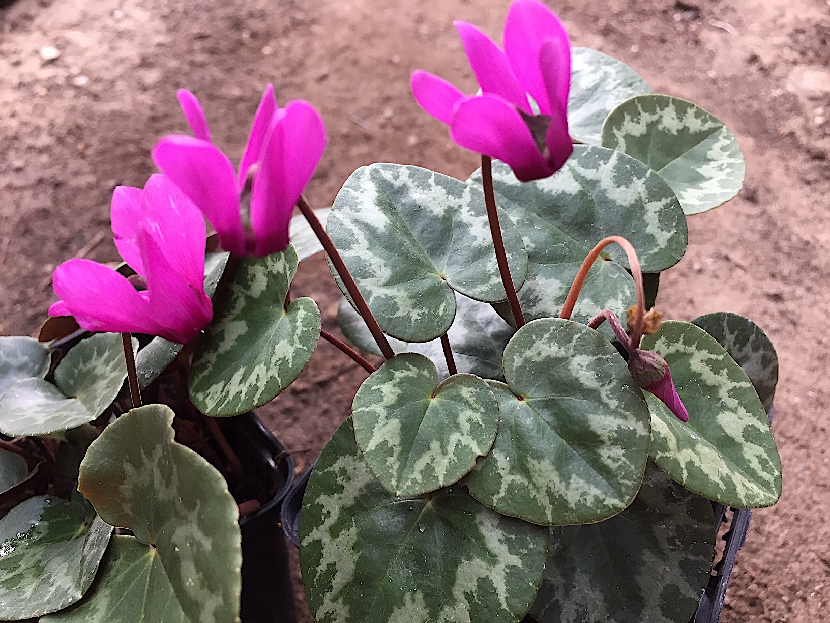Cyclamen Duft purpurascens kräftig rosa Auslese (i.9cmT.)