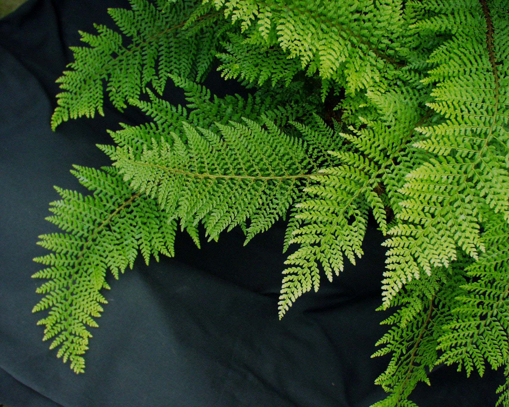 Polystichum set.(gen.) ´Herrenhausen`(i. 9cmT.)Herrenhäuser Filigranfarn