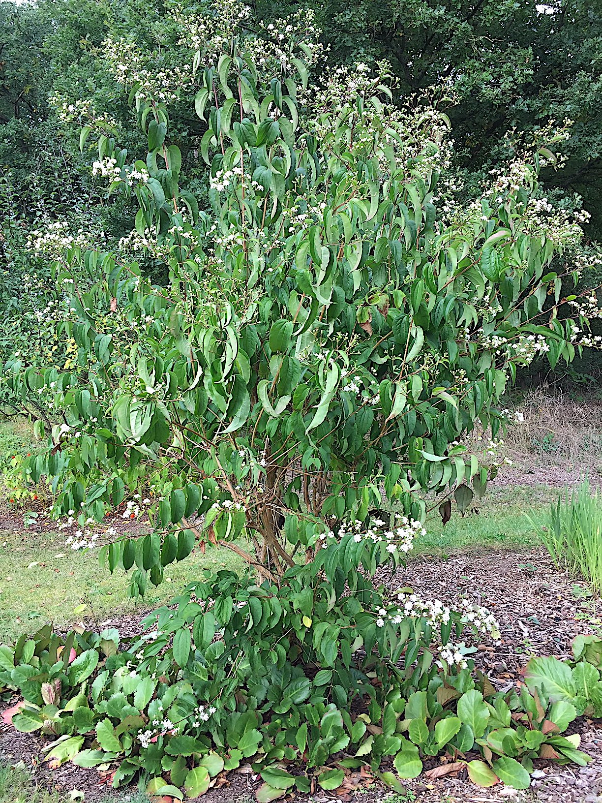 Heptacodium miconioides (i.5 l Topf) (60-80cm),Duft- Sieben-Söhne-des-Himmels-Strauch