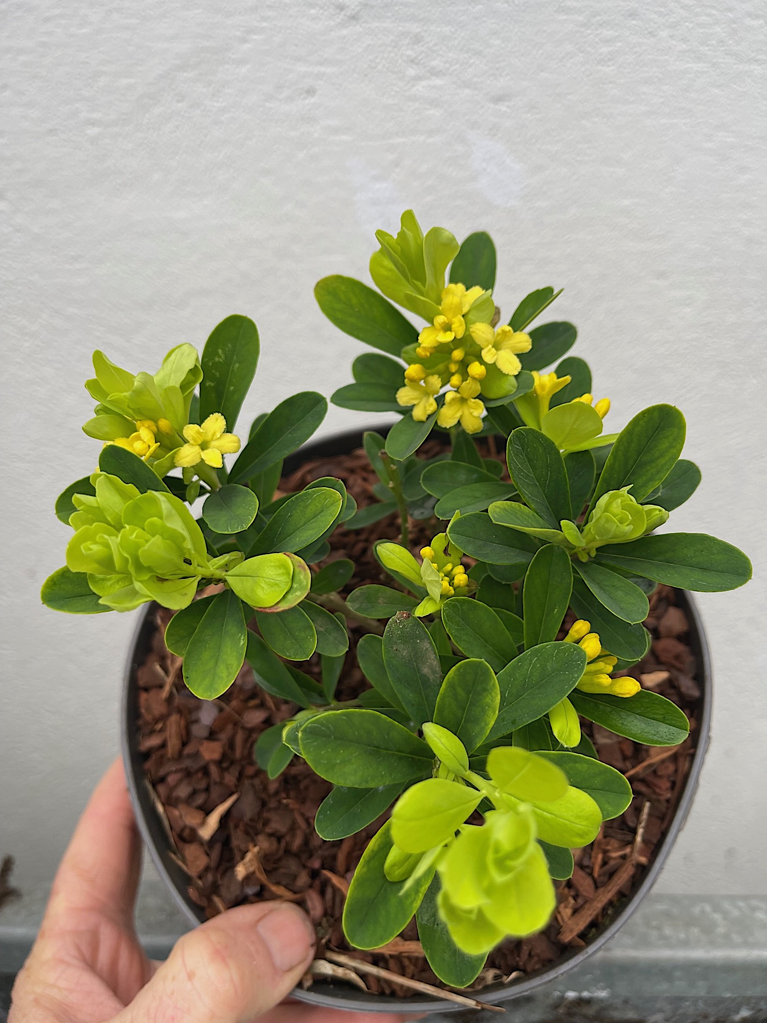 Daphne gemmata  „Royal Crown“ ,gelb  (i.17cmT.)