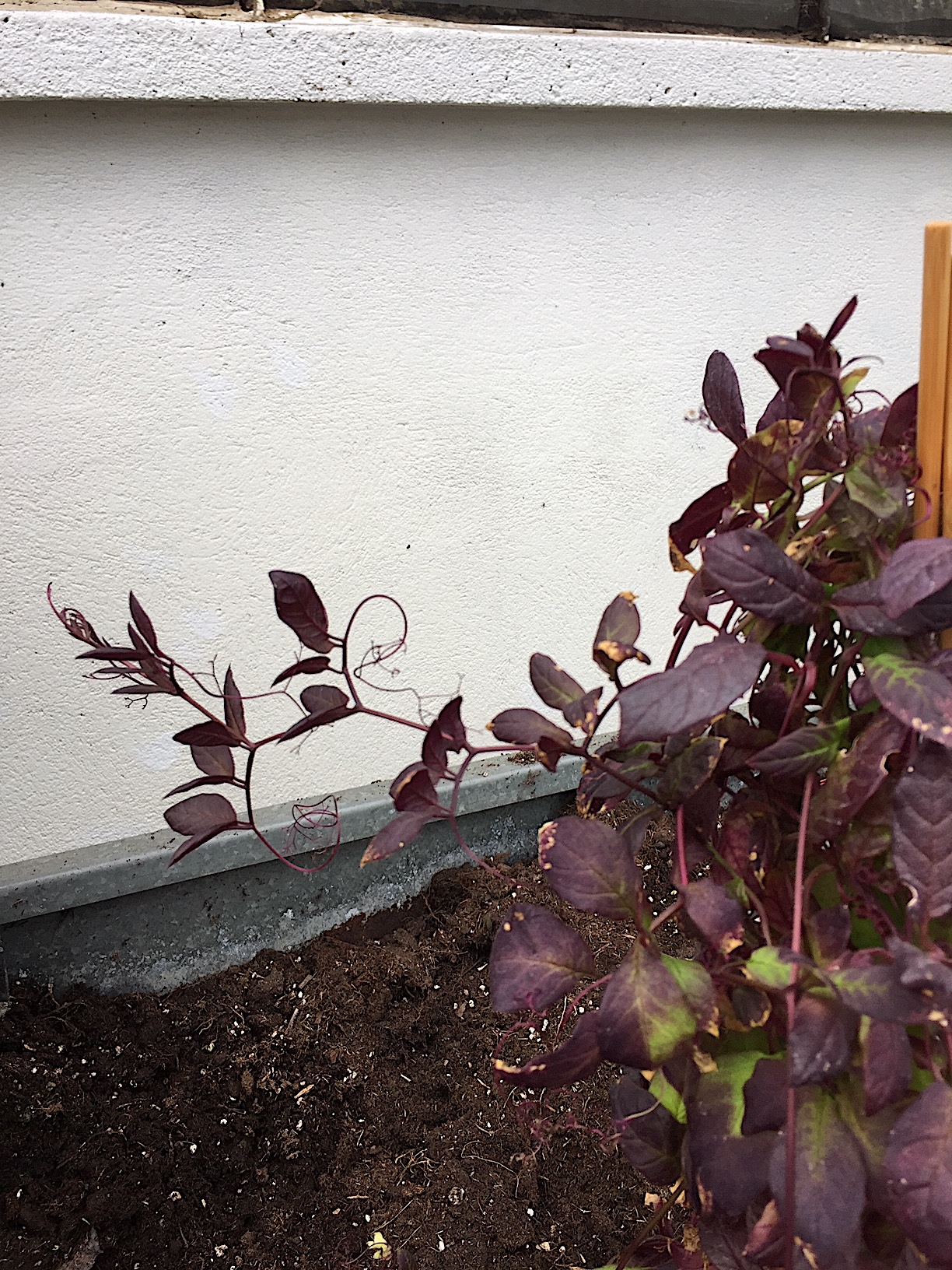 Cobaea scandens (i.13cmT.) , Glockenrebe blau
