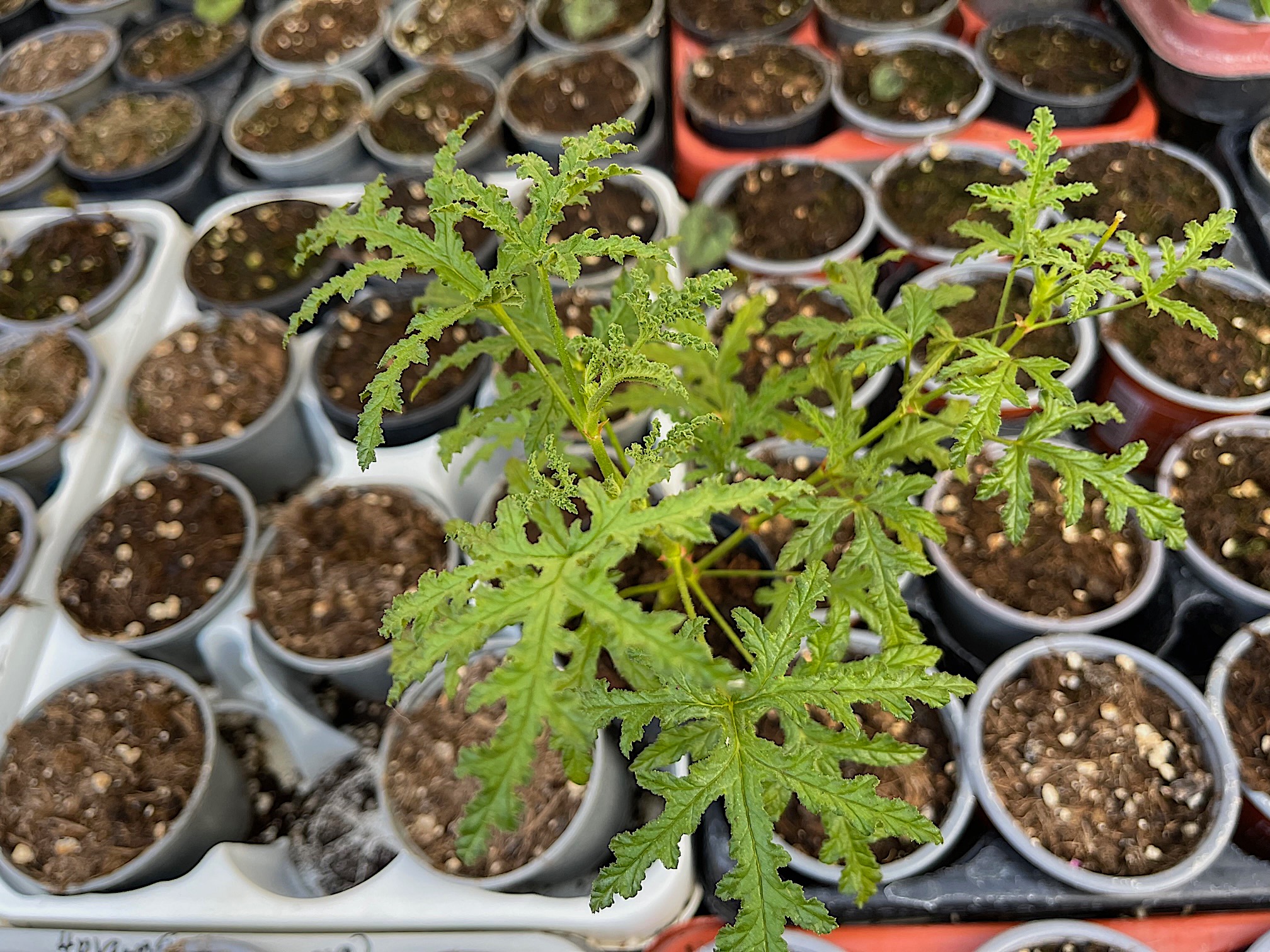 Pelargonium asperum (i.10cmT.)