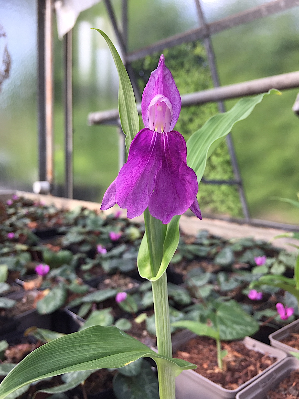 Roscoea alpina (i.12cmT.), Ingwerorchidee, Himalaya Scheinorchidee
