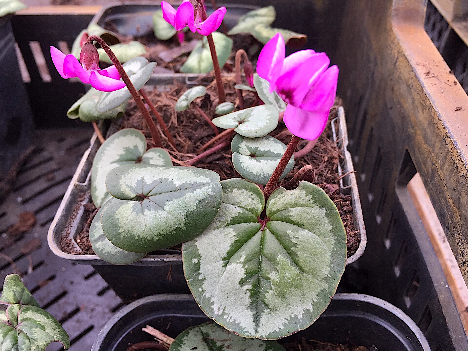 Cyclamen coum „Pewter Leaf rosa“ (i.9cmT.)