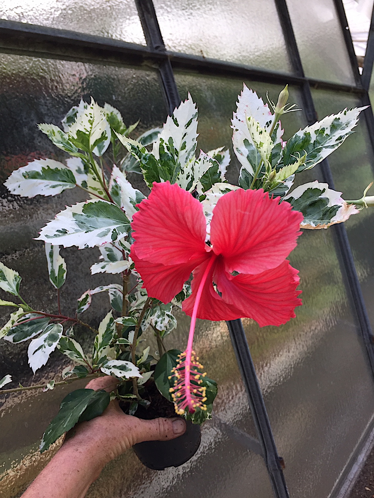 Hibiscus rosa-sinensis „Variegata“(i. ca12cmT.)