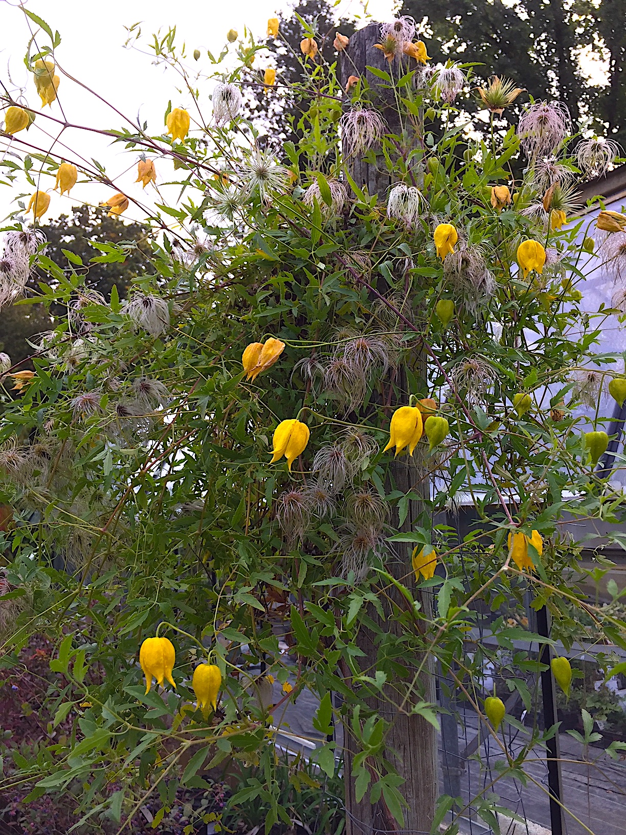 Clematis tangutica  (i.1,5lT.), gelb