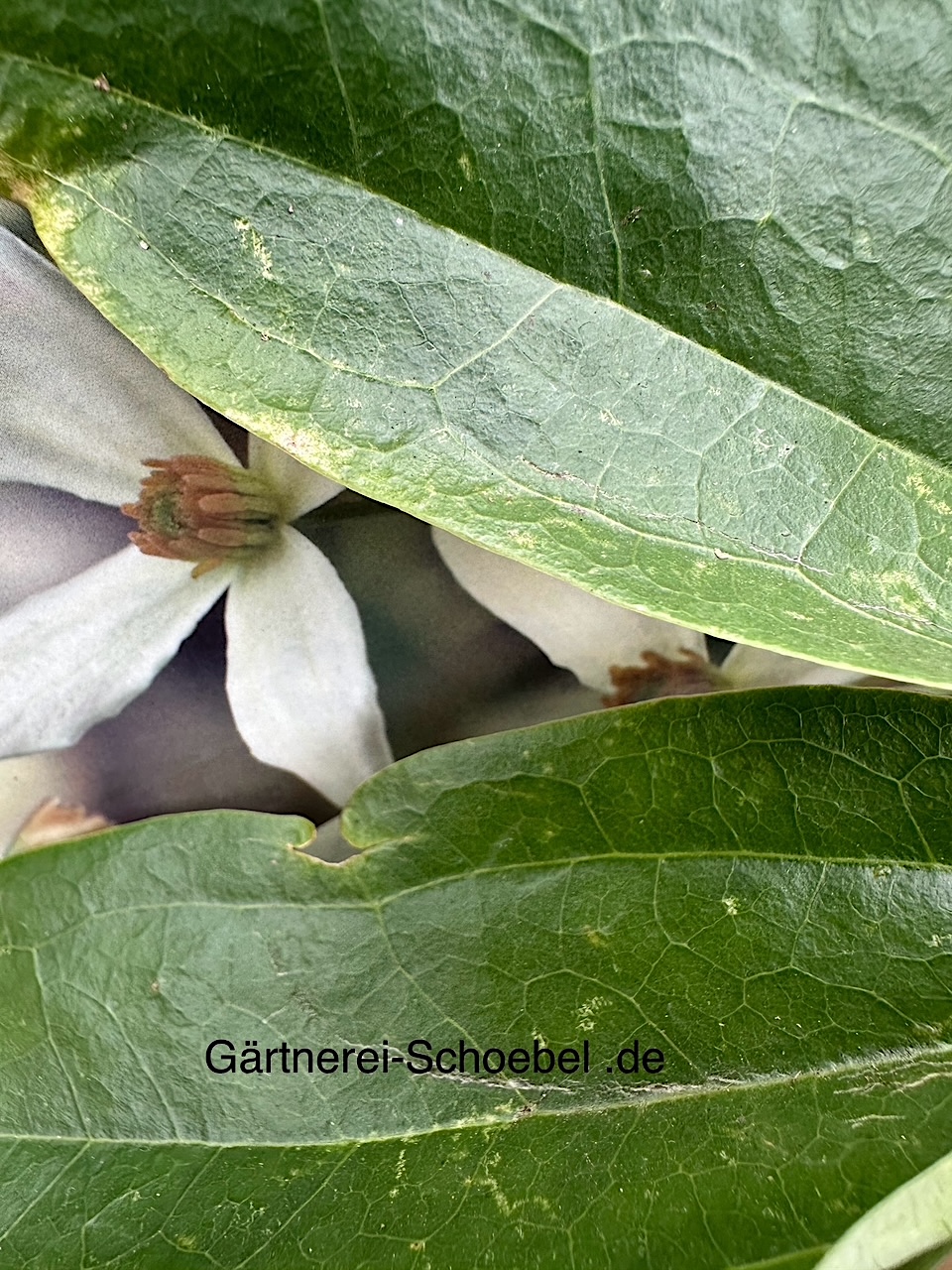Clematis armandii -Duft-weiß(i.2lT.) ca 60 cm lang, Waldrebe, immergrün