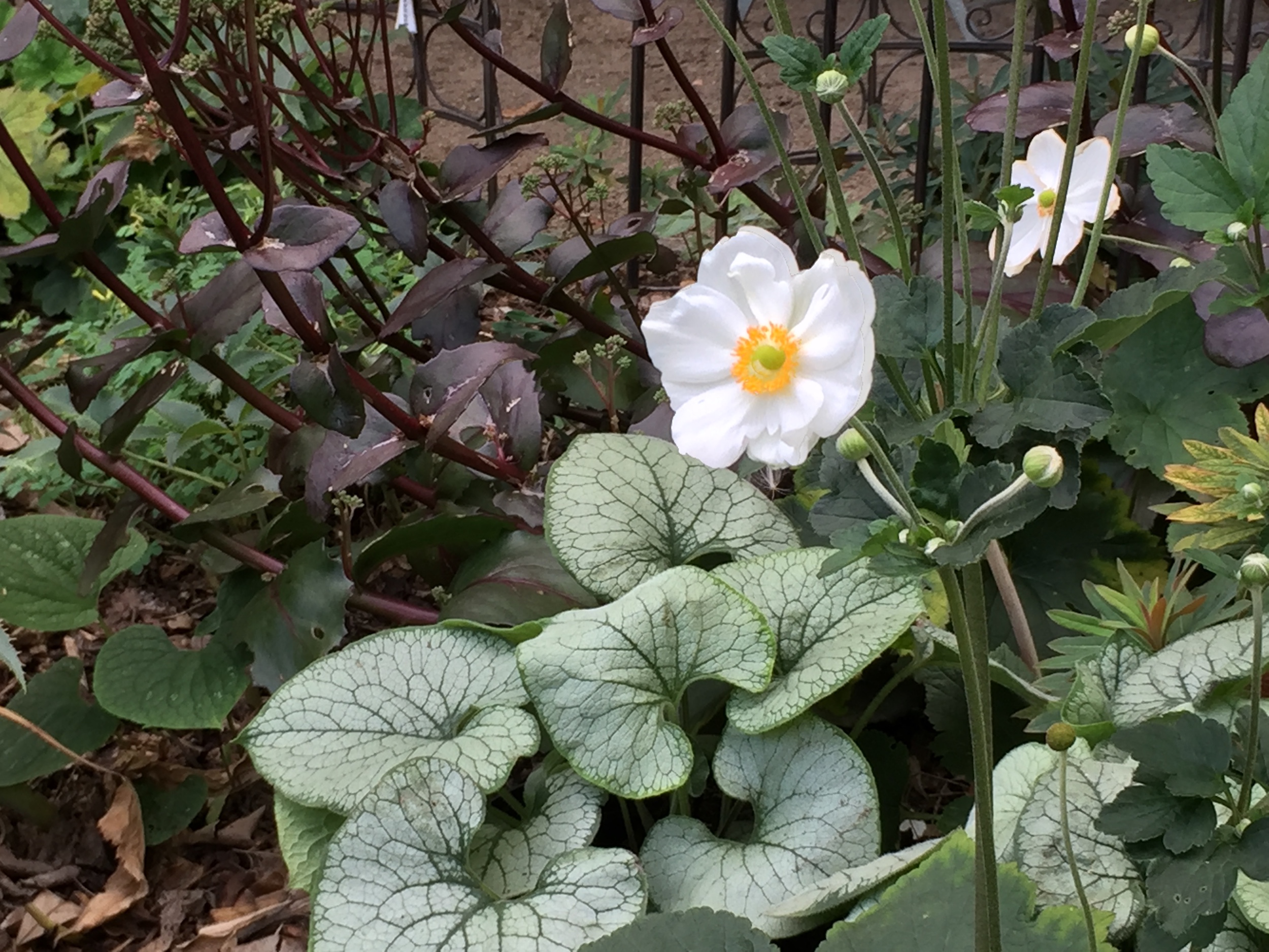 Anemone japonica ´Honorine Jobert`(i.13cmT.)Japan-Anemone