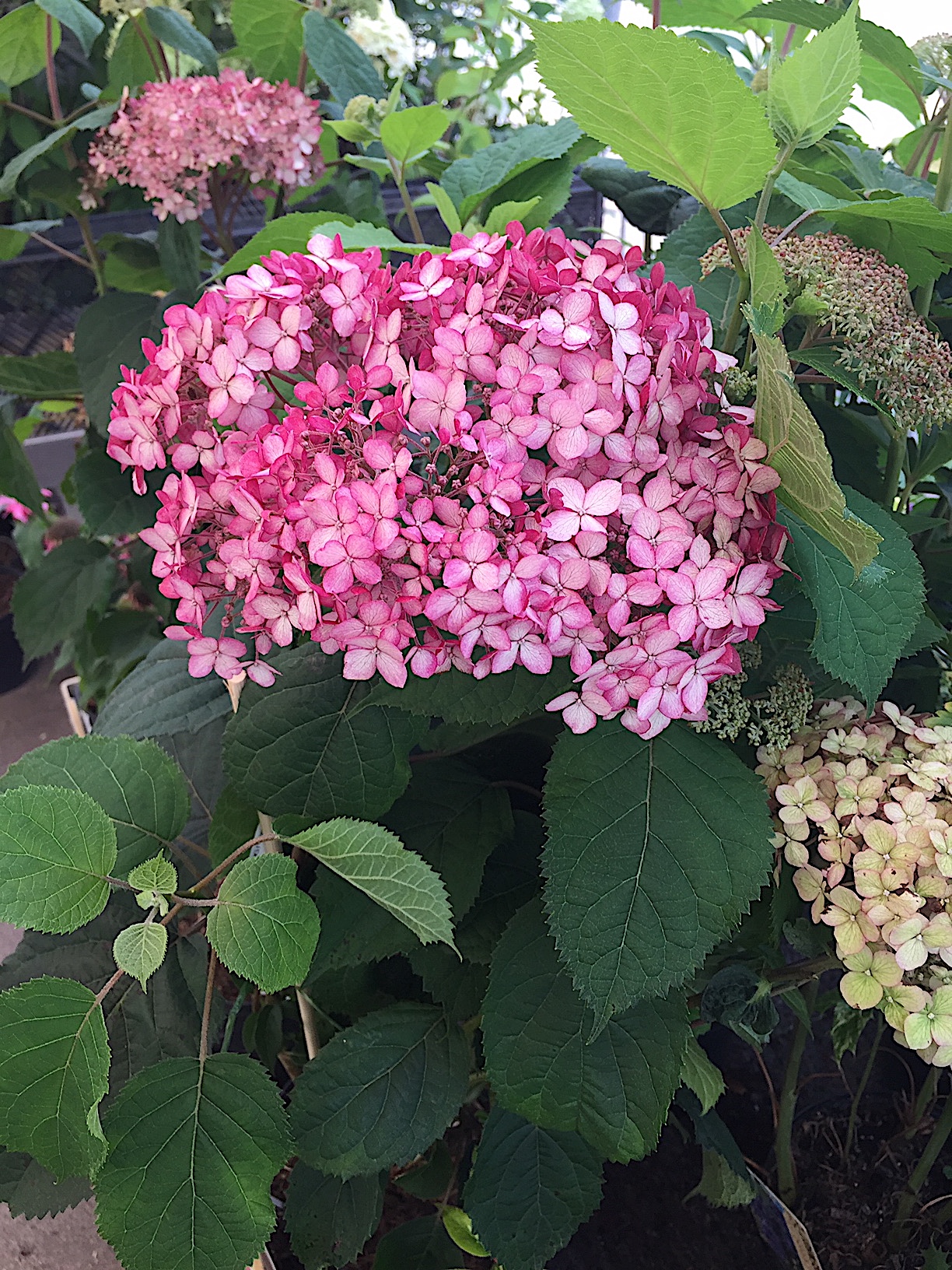 Hydrangea arborescens „Pink Annabelle ®“ (i. 22cmT.)