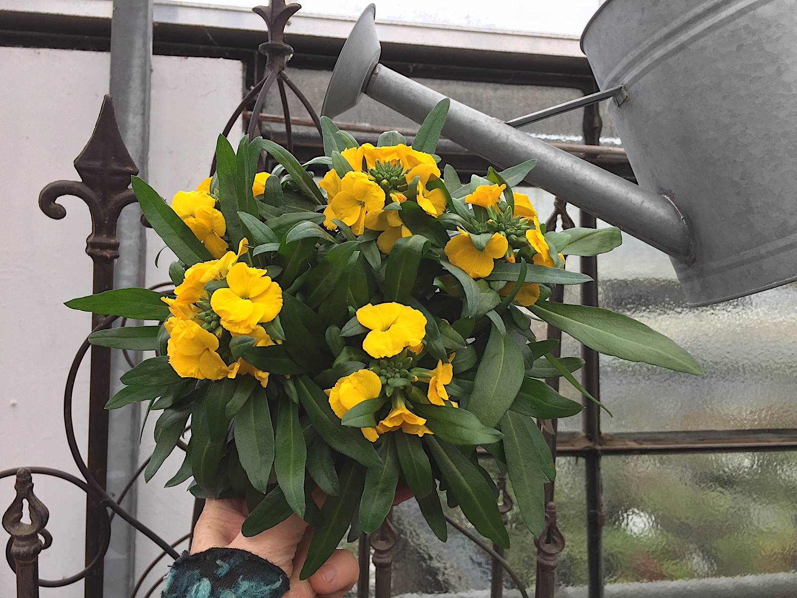 Erysimum cheiri  (i.12cmT.), Goldlack,, Lenzleuchten  gelb grosse Blüten
