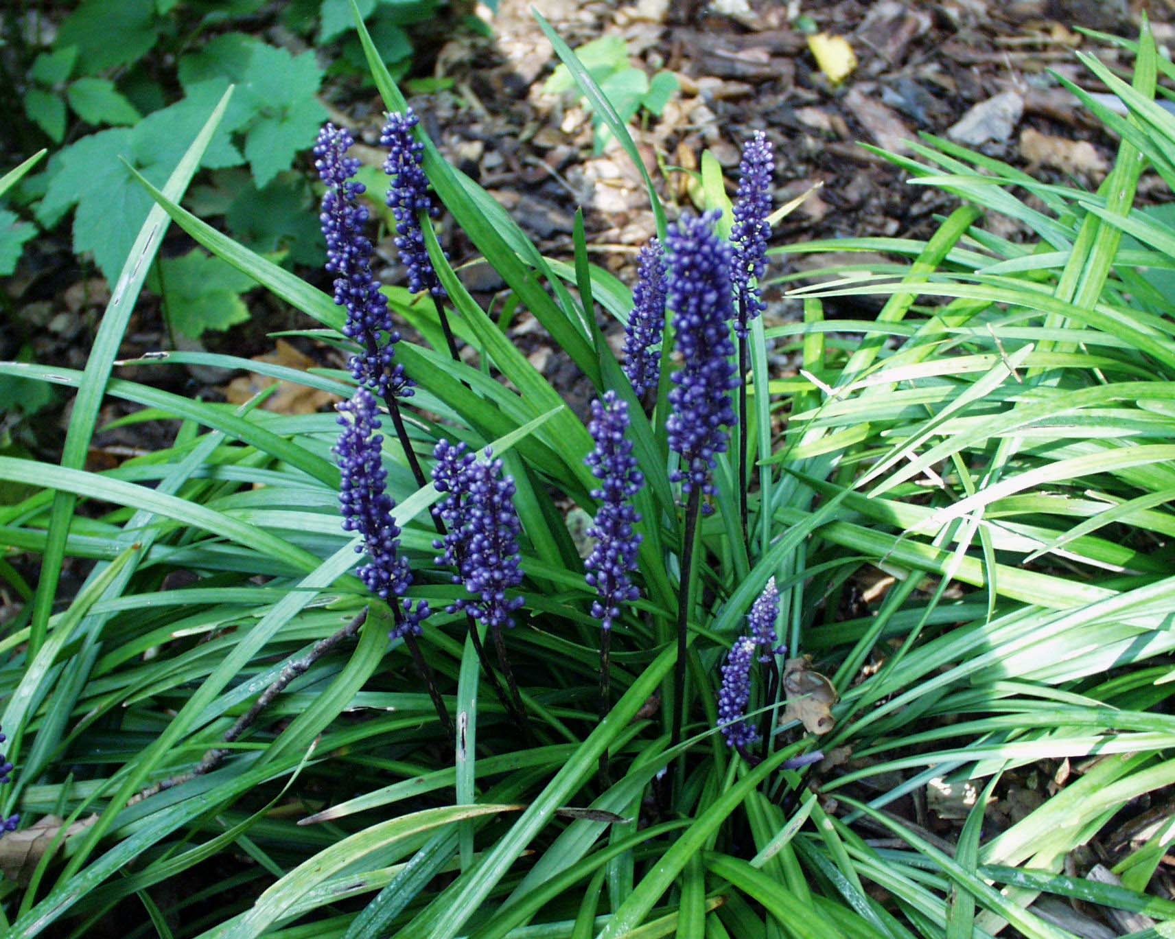 Liriope muscari ´Moneymaker` (i.12cmT.)Lilientraube