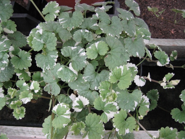 Glechoma hederacea ´Variegata` (i.12cm T.) Gundelrebe