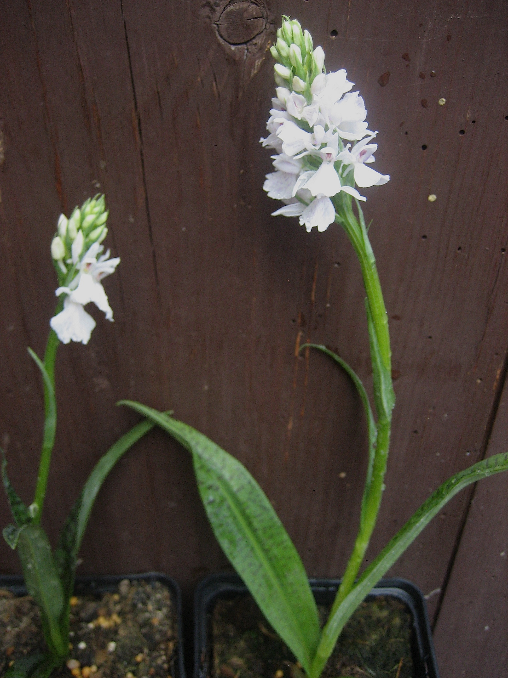 Dactylorhiza  praetermissa "Alba" (i.9cmT.)  Orchidee  - Knabenkraut