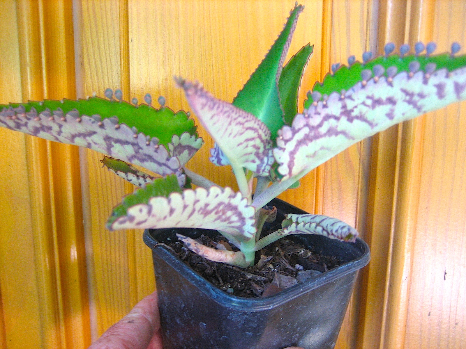 Kalanchoe (pinnata)daigremontiana(i.9-10cmT.) Goethe Heilpflanze, gefleckte