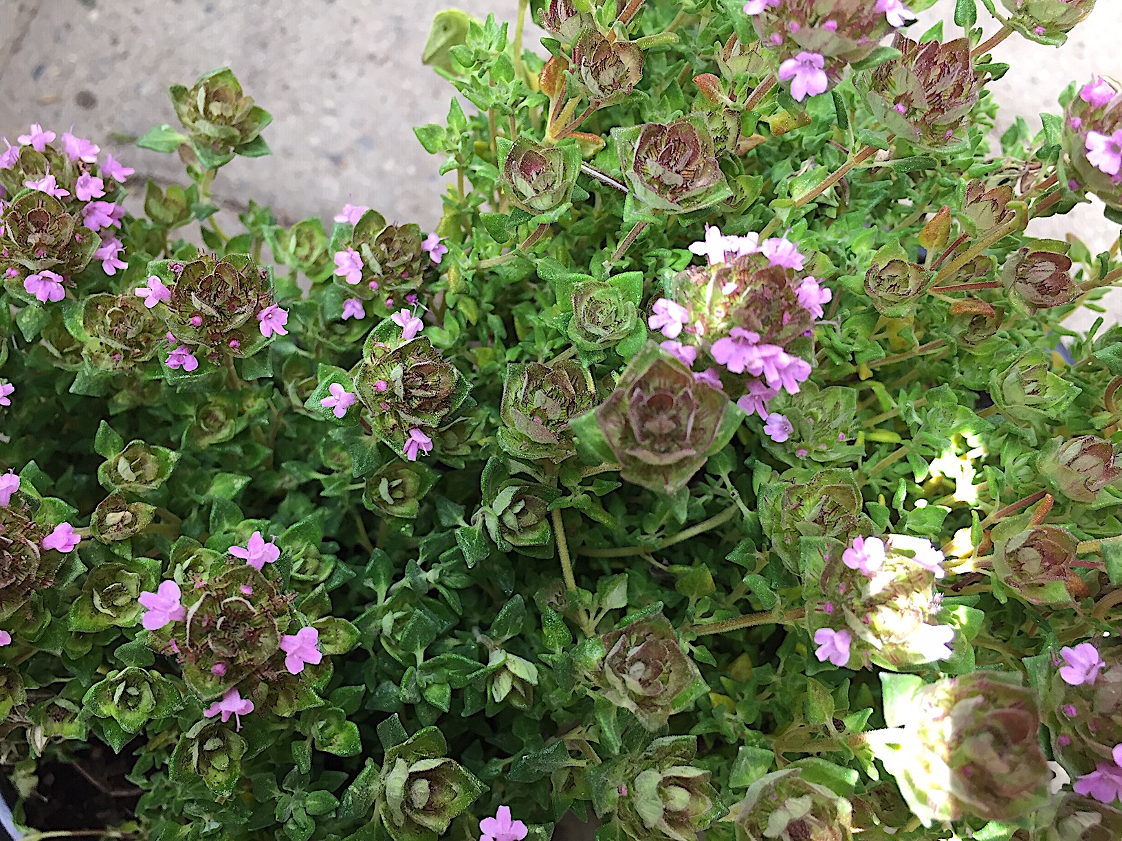 Thymus sp. „Rosen“ (i.12cmT.), Rosen - Duft - Thymian