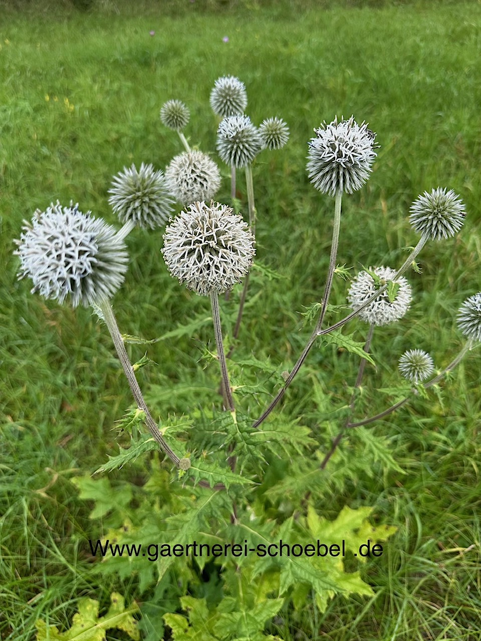 Echinops bannaticus "Albus" (i. 12cmT.), Zierdistel,  Kugel Distel