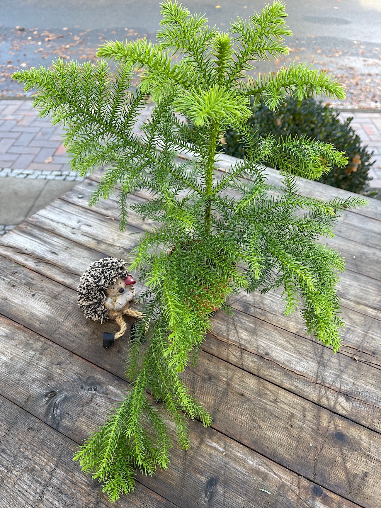 Araucaria heterophylia (i.14cmT.)(z.ZT. 54 cm gross), Zimmertanne, Norfolk-Tanne