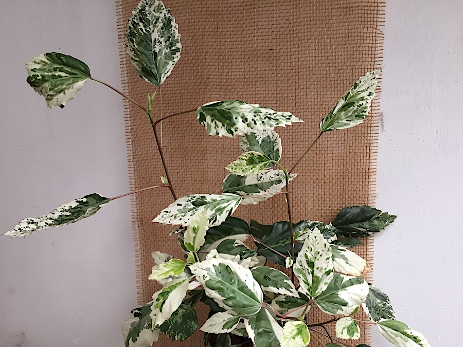 Hibiscus rosa-sinensis „Variegata“(i. ca12cmT.)