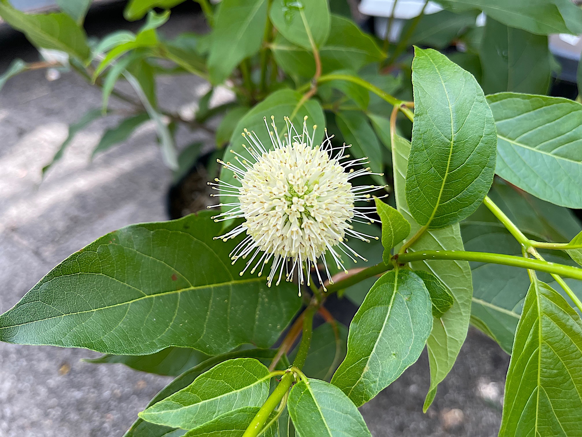 Cephalanthus occidentalis (i.4 liter T.)-jetzt 60 cm gross; Knopfeibe, Knopf  Busch
