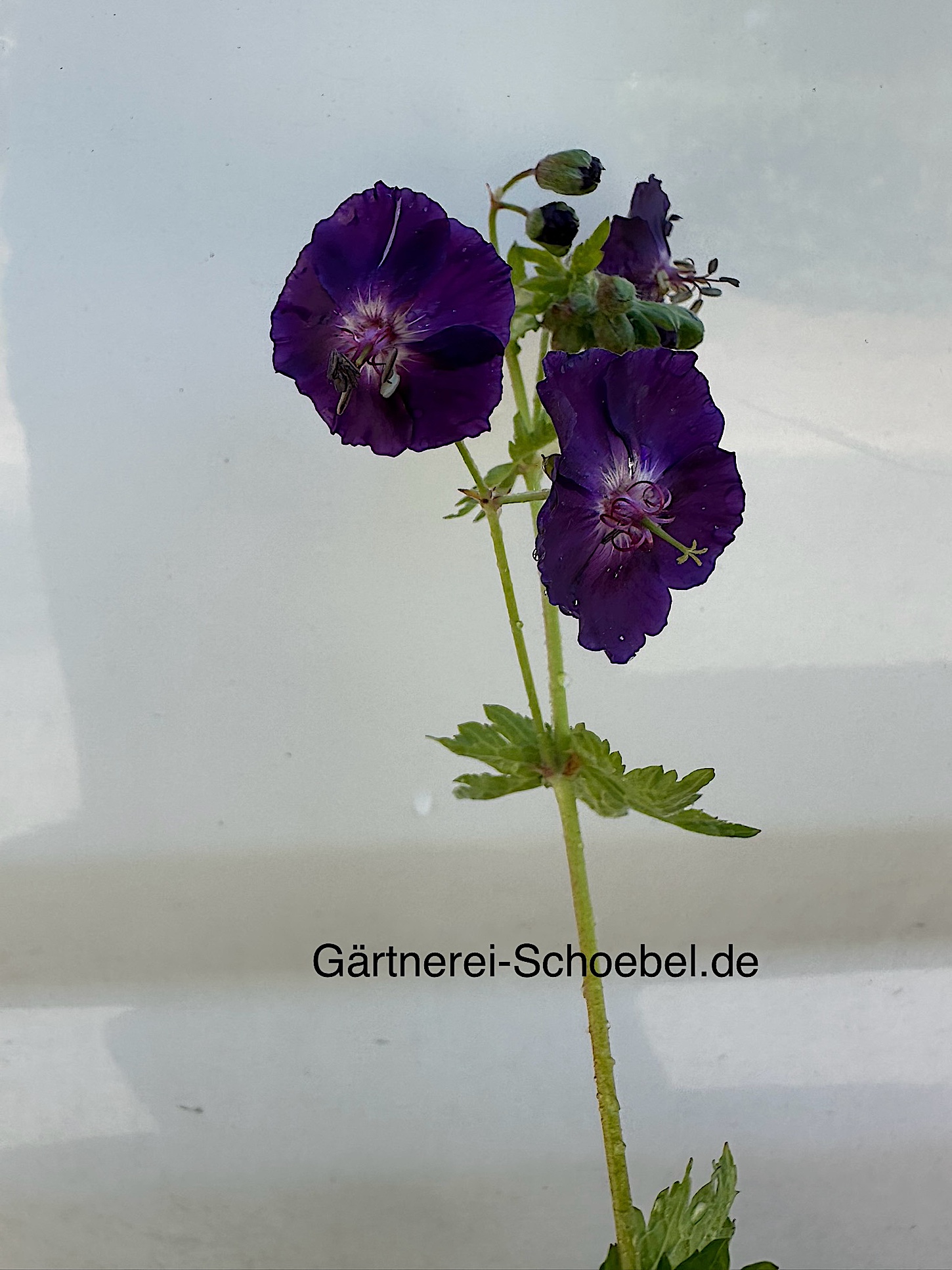 Geranium  phaeum  „Raven“ (i.9cmT.), Storchenschnabel